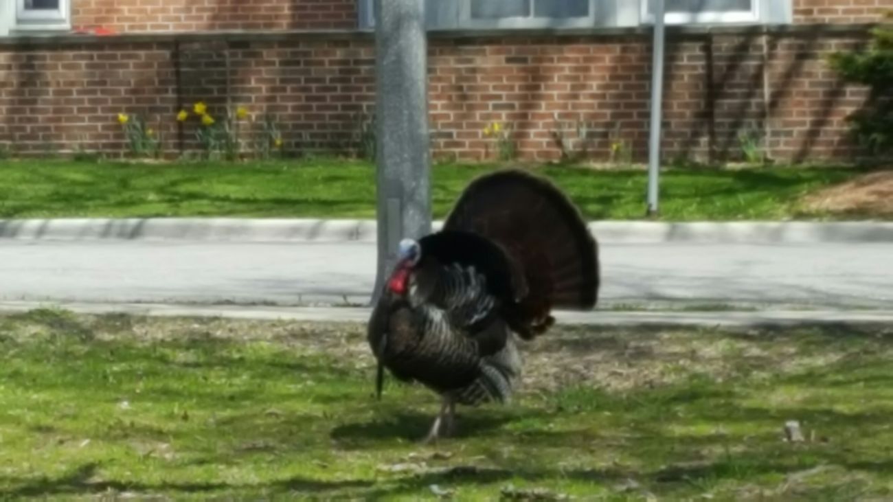 Wheaties-From-A-Hillside-Hunt-.-.-.-And-More-Turkeys!